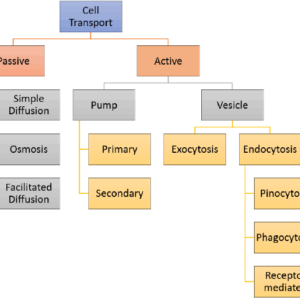 Cell and Transport