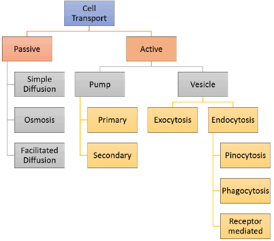 Cell and Transport