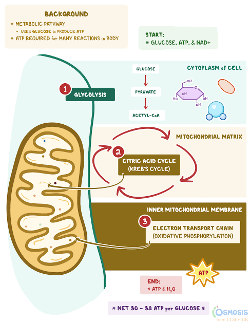 Cellular Respiration and Photosynthesis