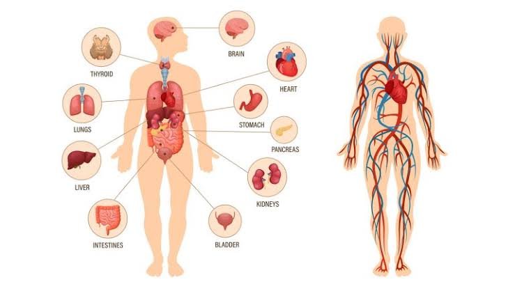 Human Biology