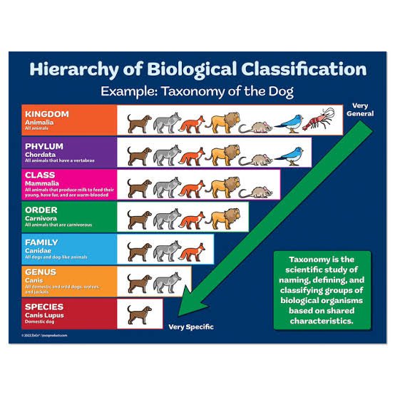 Taxonomy