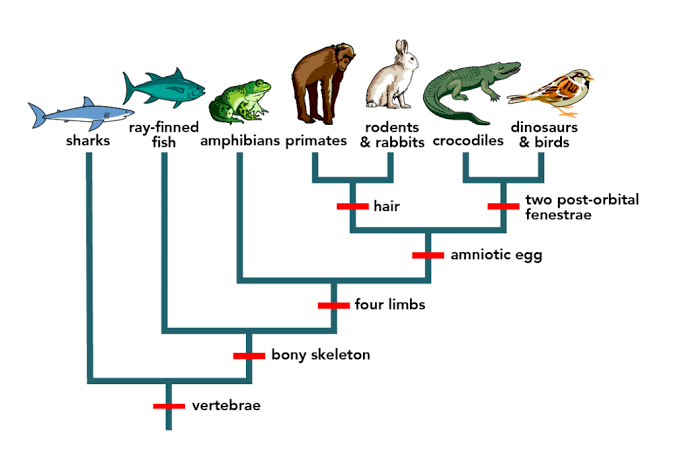 Evolution