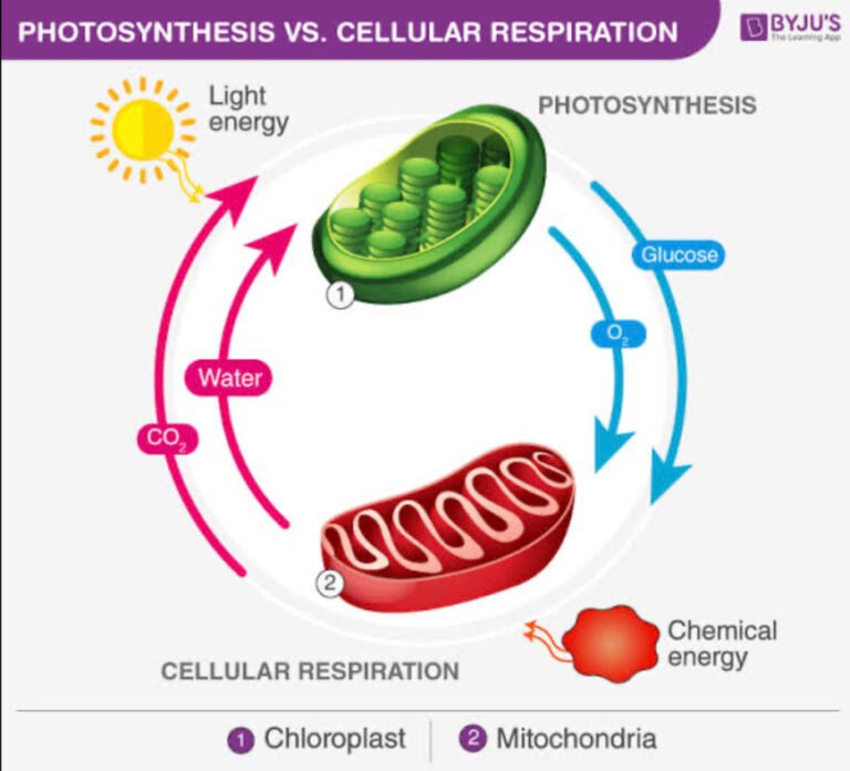 Photosynthesis & Cellular Respiration – ACT