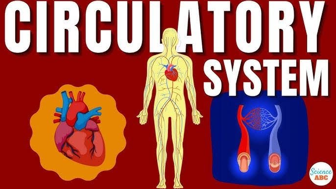 Circulatory system-ACT