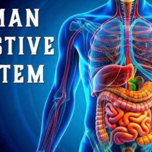 Digestive system