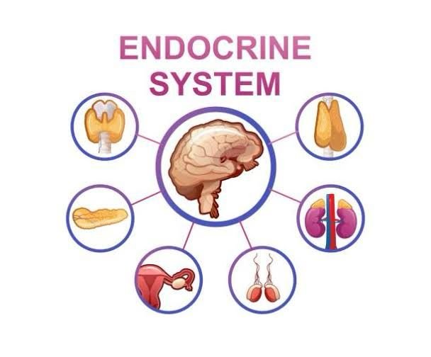 Endocrine-ACT