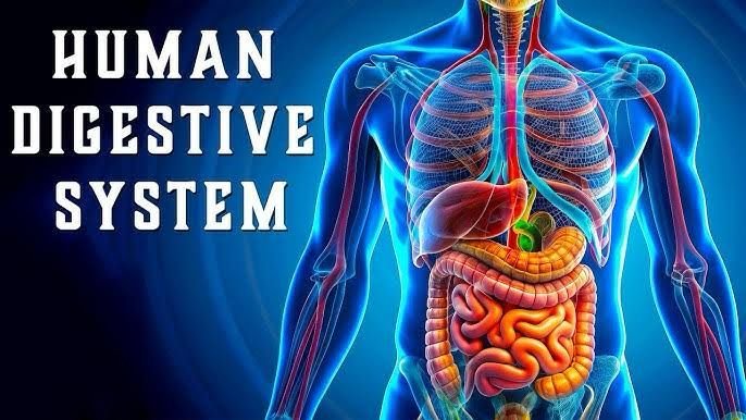 Digestive System – ACT