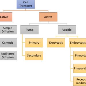 Cell & Transport ACT solve