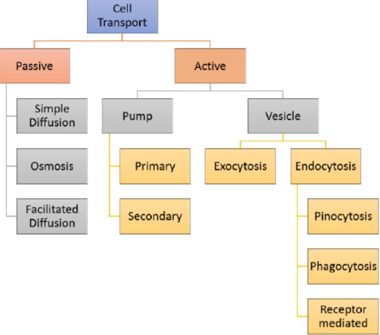 Cell & Transport ACT solve