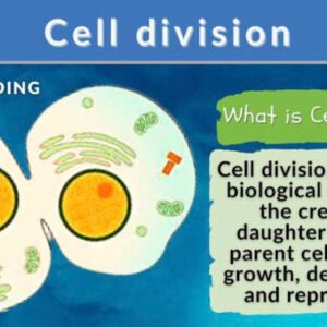 Cell division part 1 10
