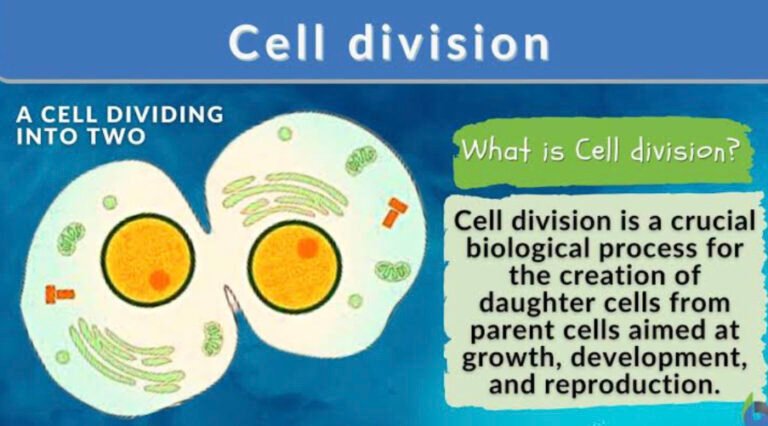 Cell division – ACT
