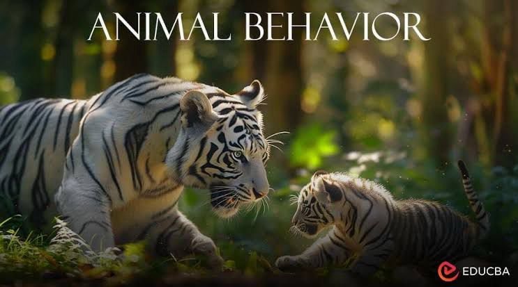 Animal Behavior – ACT