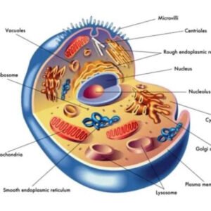 INTRO OF CELL BASIC 2 T 10 12