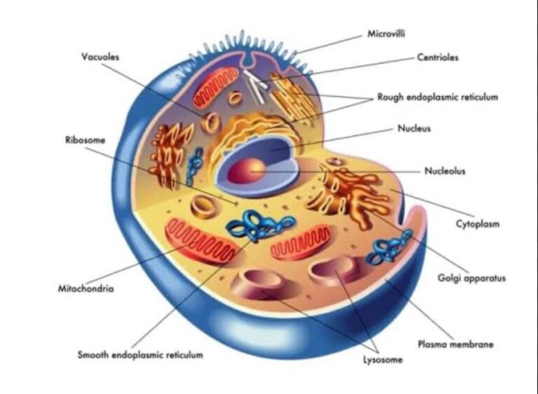 INTRO OF CELL BASIC 2 T 10 12
