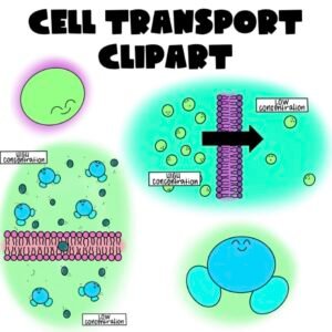 Cell and transport part2 T10